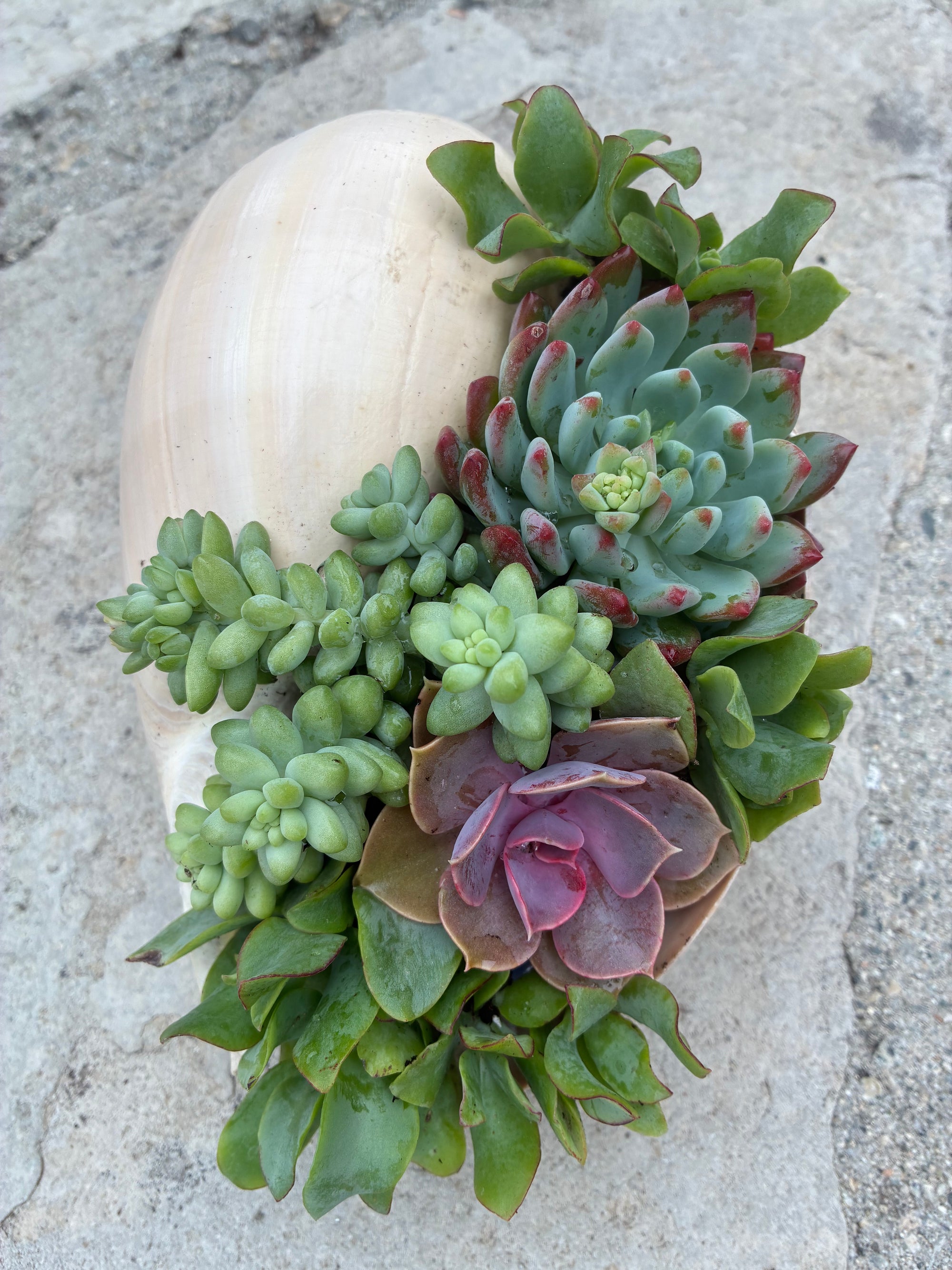 seashell succulent Seashell Succulent # 859