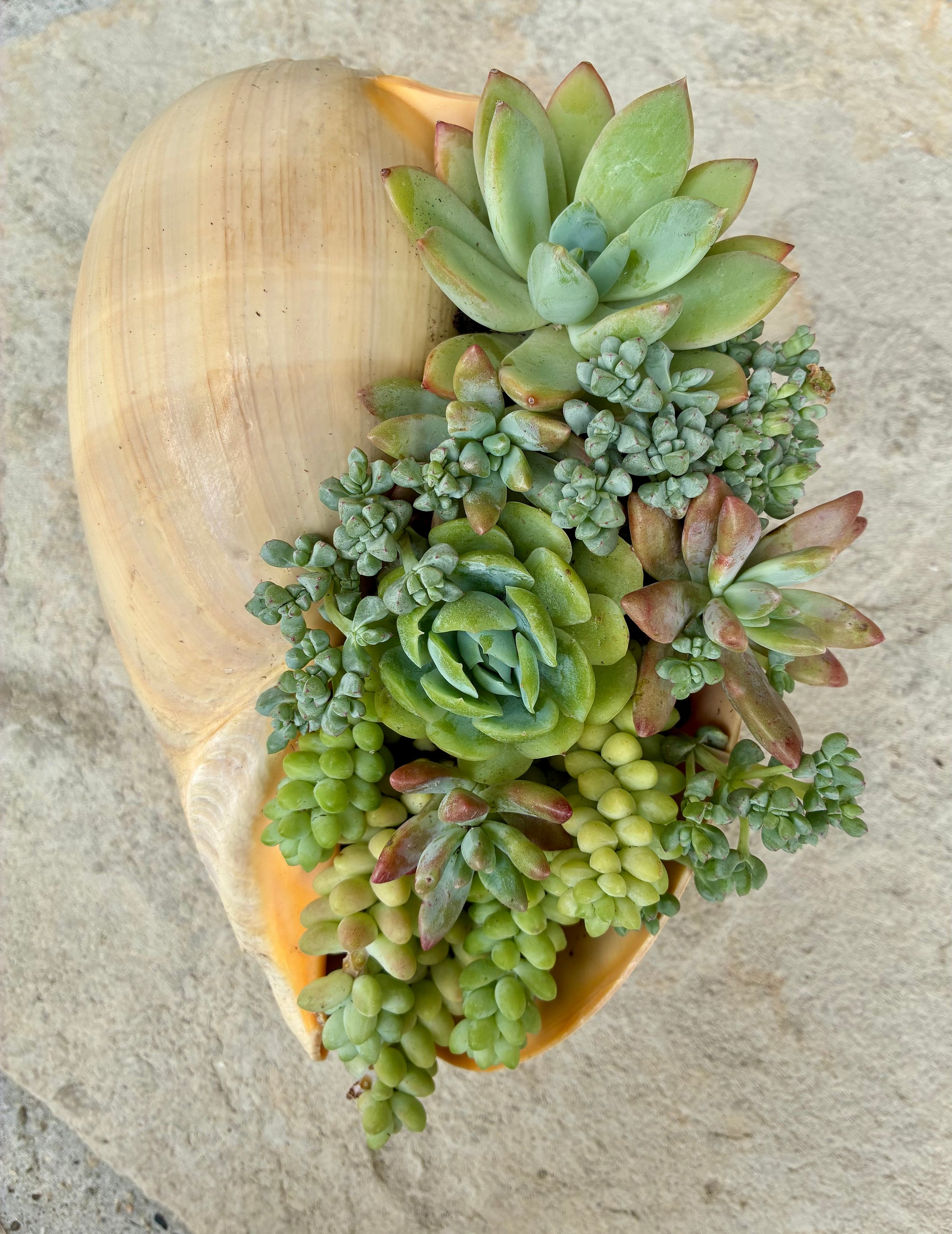 Seashell Succulent 