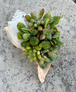 Seashell Succulent #637