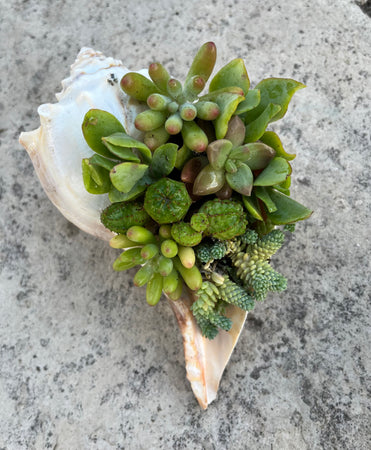 Seashell Succulent #637