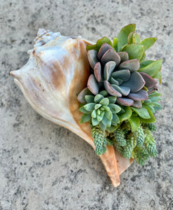 Seashell Succulent #639