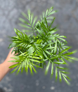 4" Chamaedorea, Neanthe Bella Plant