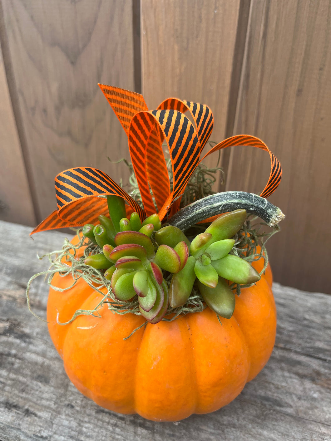 M Sparkler Pumpkin Succulent #574