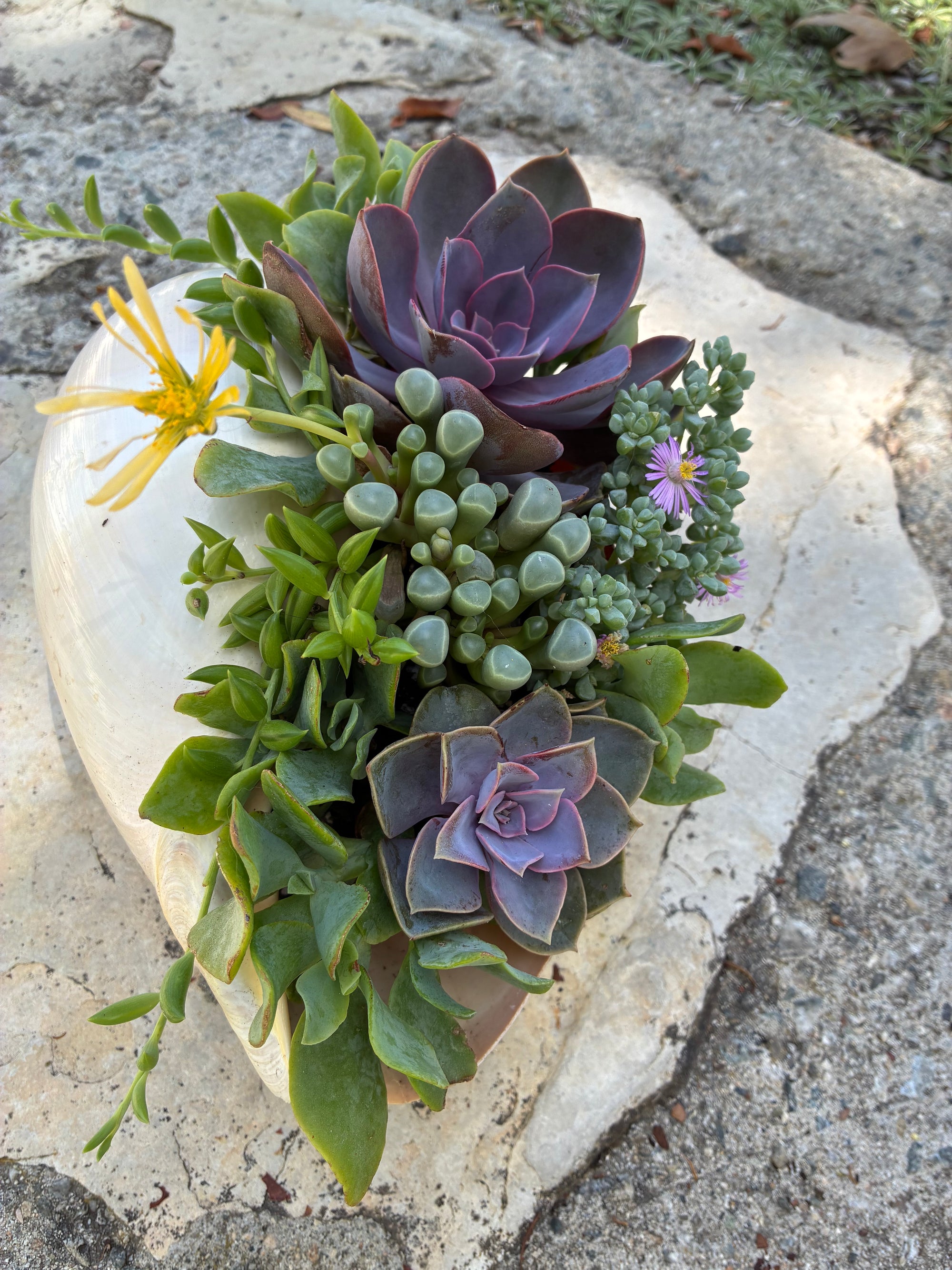 Seashell Succulent 