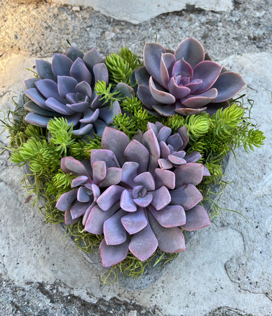 Large Heart Succulent #596