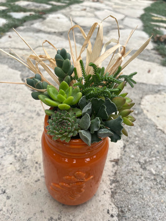 Fall Succulent #572