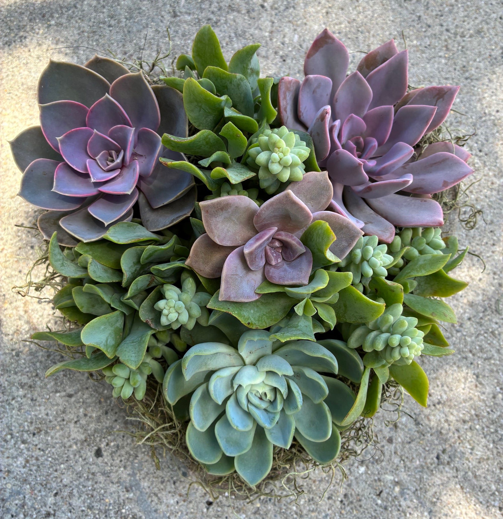 Large Heart Succulent 