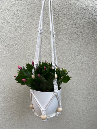 S Hanging Planter Succulent #614