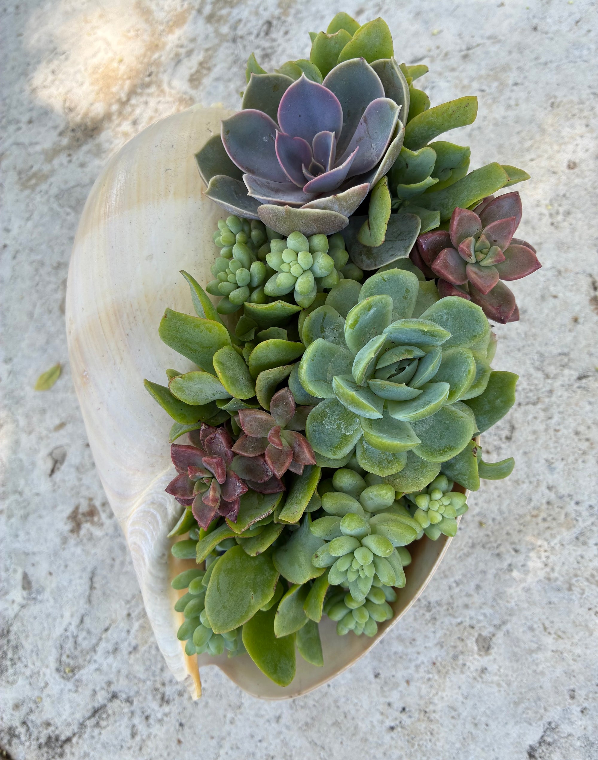 Seashell Succulent 