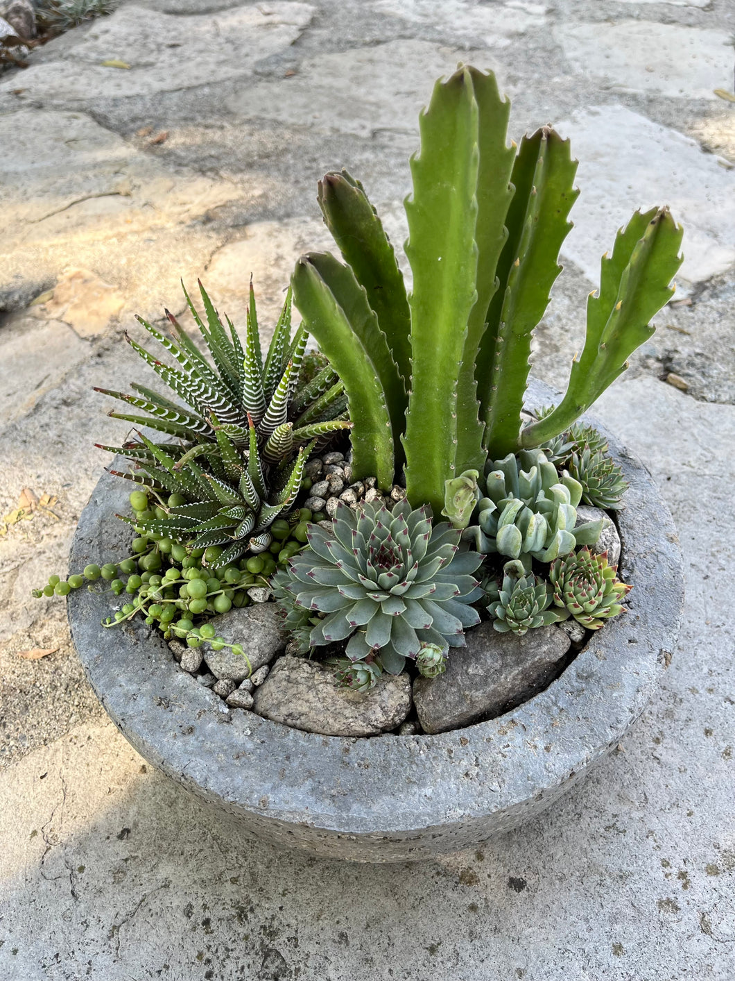 Circle Succulent #618