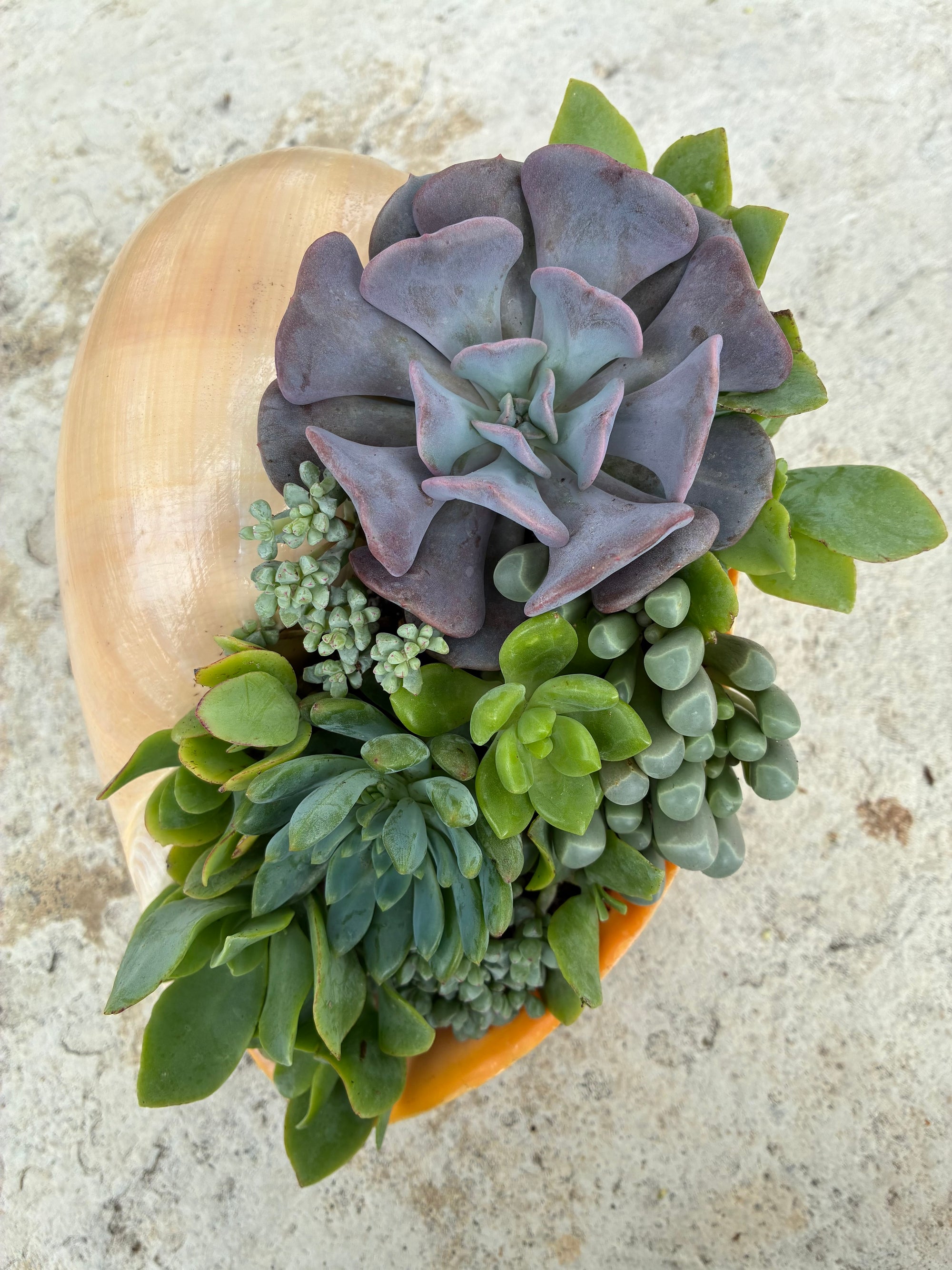 Seashell Succulent 