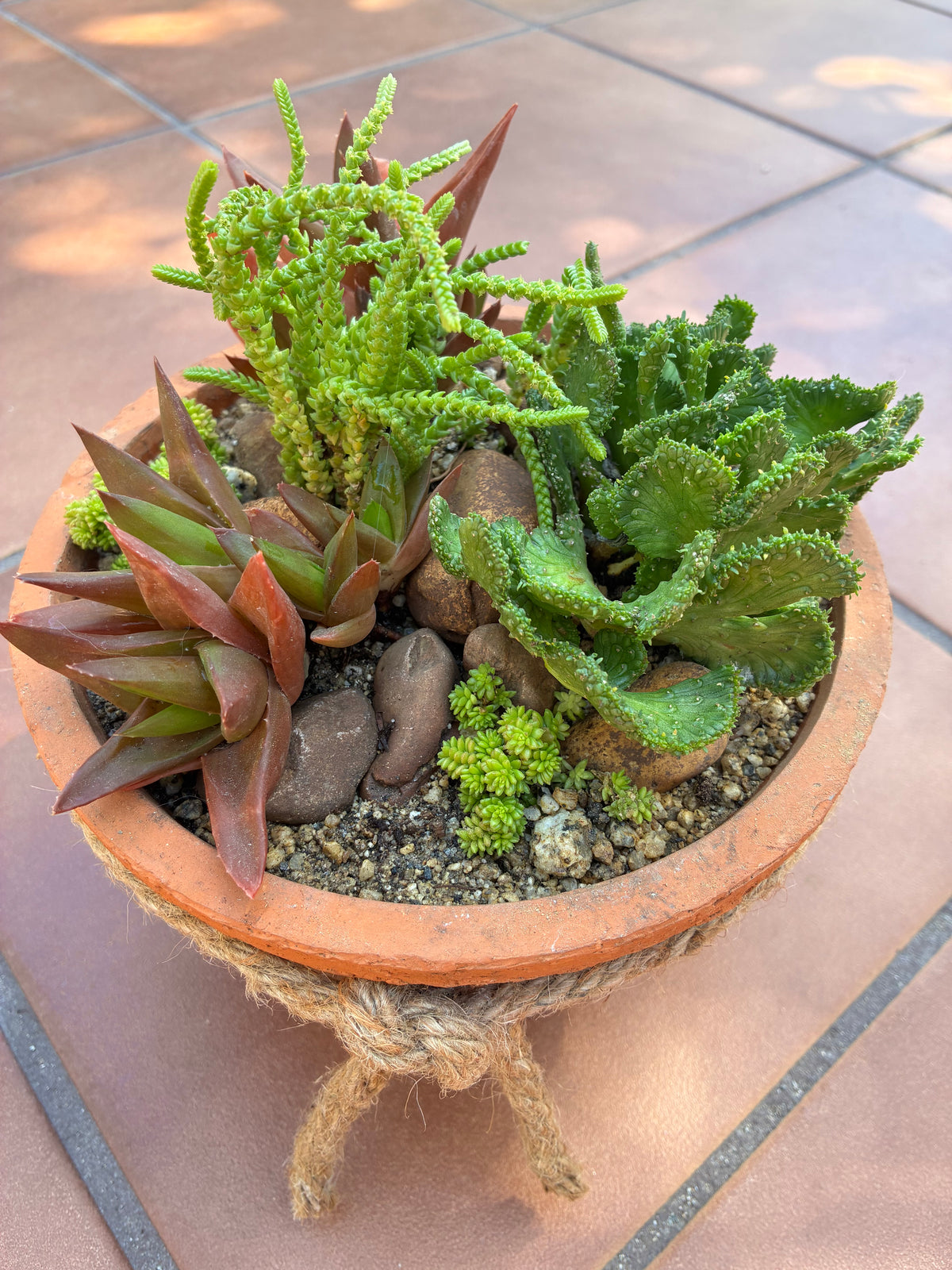 Terracotta Succulent 