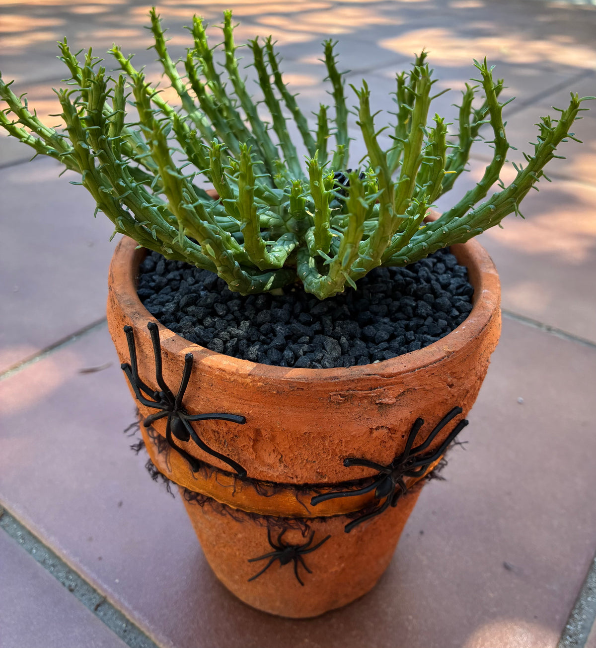 Halloween Succulent 