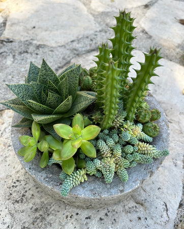 Circle Succulent #578