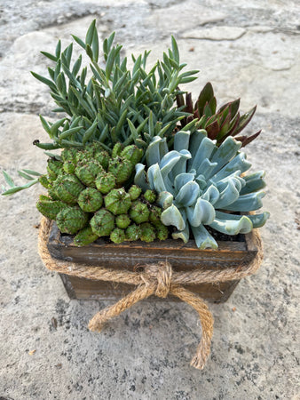 Box Succulent #632