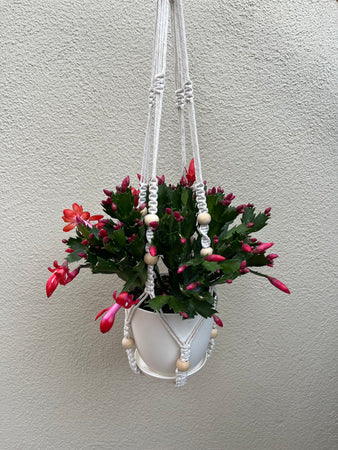 M Hanging Planter Succulent #615