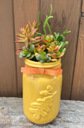 Fall Succulent #521