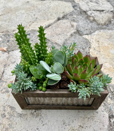 Recycled Box Succulent #611