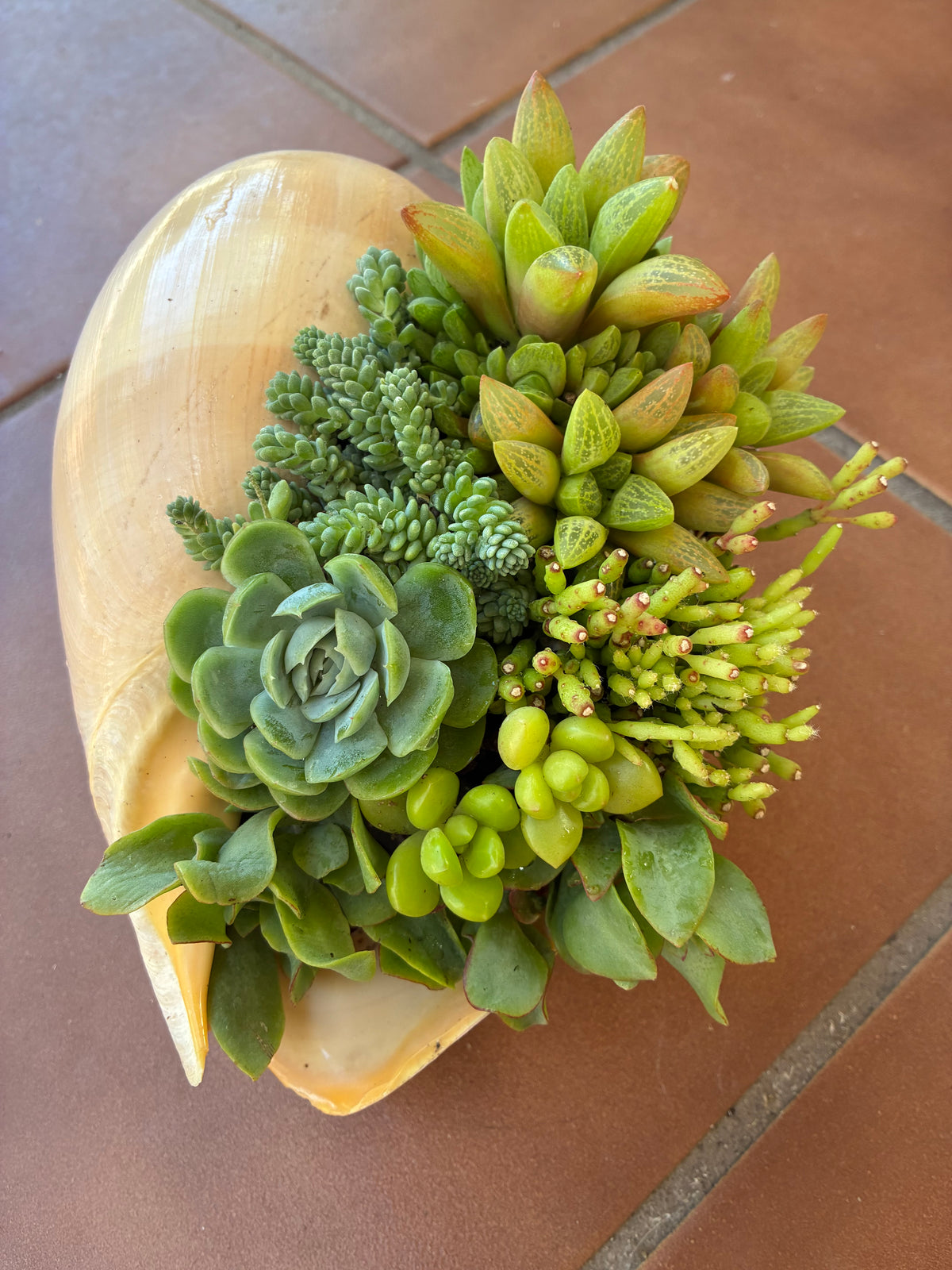 Seashell Succulent 