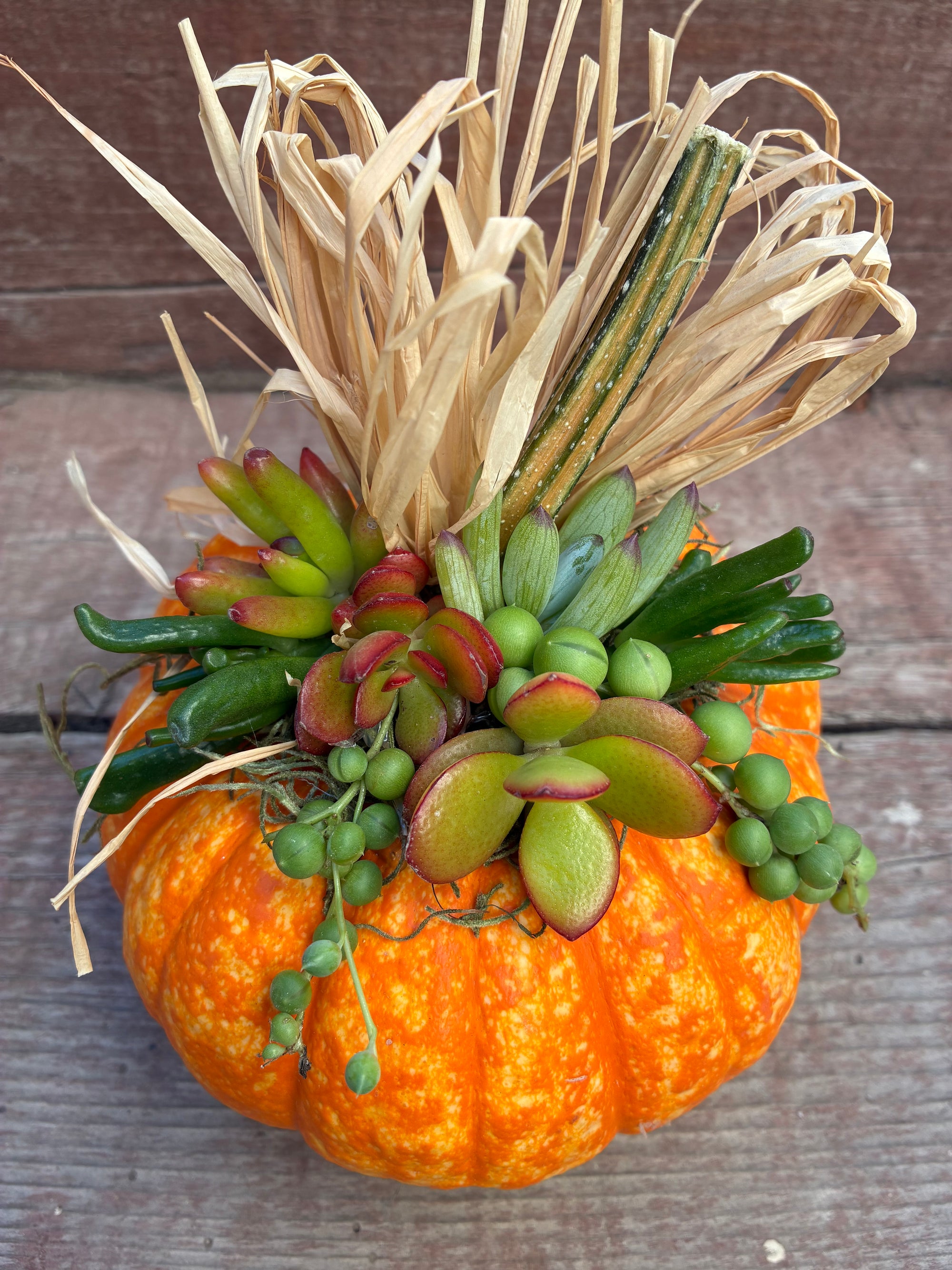 Pumpkin Succulent 