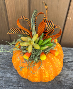 M Sparkler Pumpkin Succulent #568