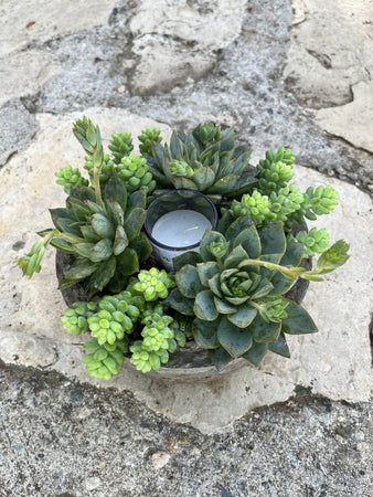 Circle Succulent #633