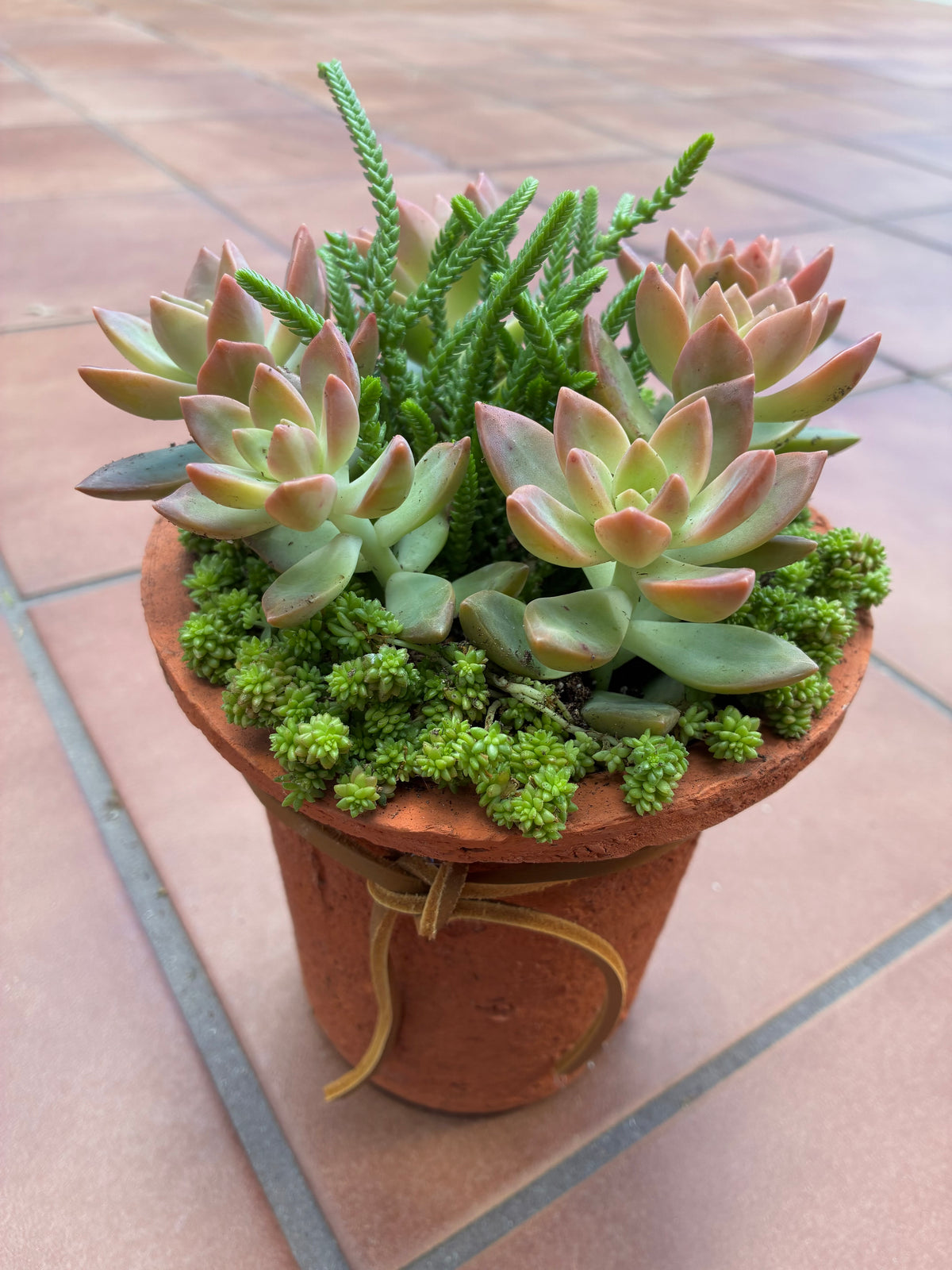 Terracotta Succulent 
