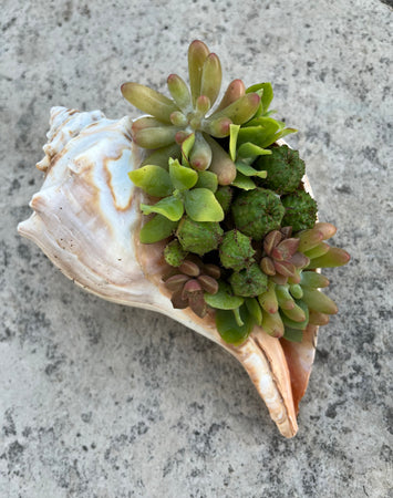 Seashell Succulent #638