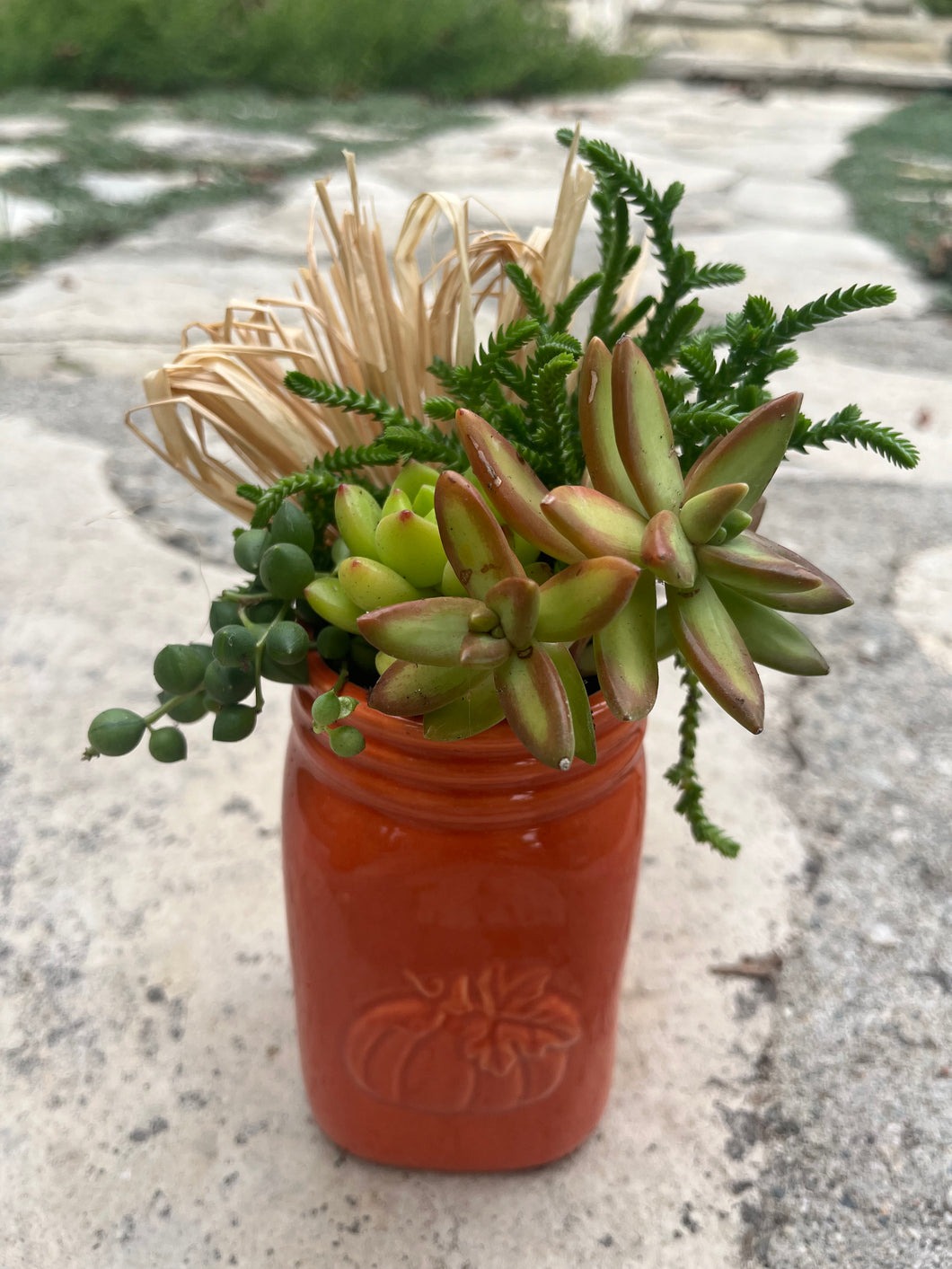 Fall Succulent #573