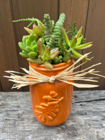 Fall Succulent #543