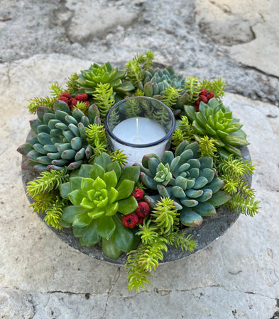 Circle Succulent #619