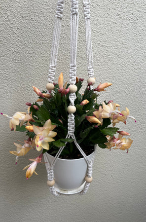 M Hanging Planter Succulent #630