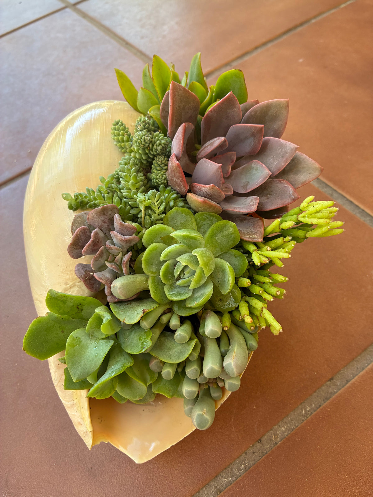 Seashell Succulent 