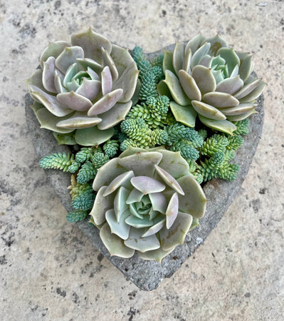 Small Heart Succulent #535