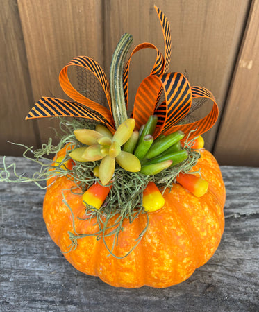 M Sparkler Pumpkin Succulent #560