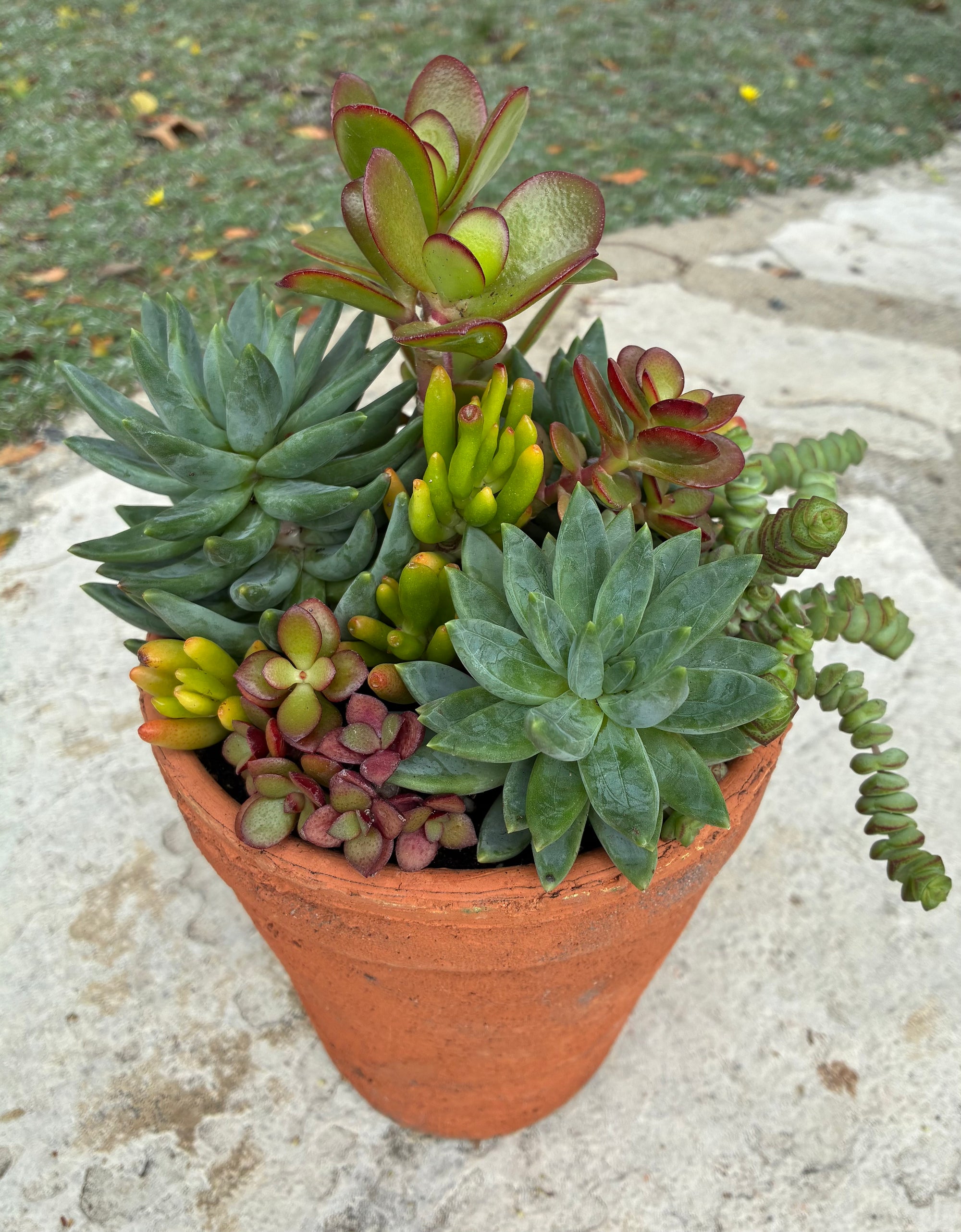 Terracotta Succulent 