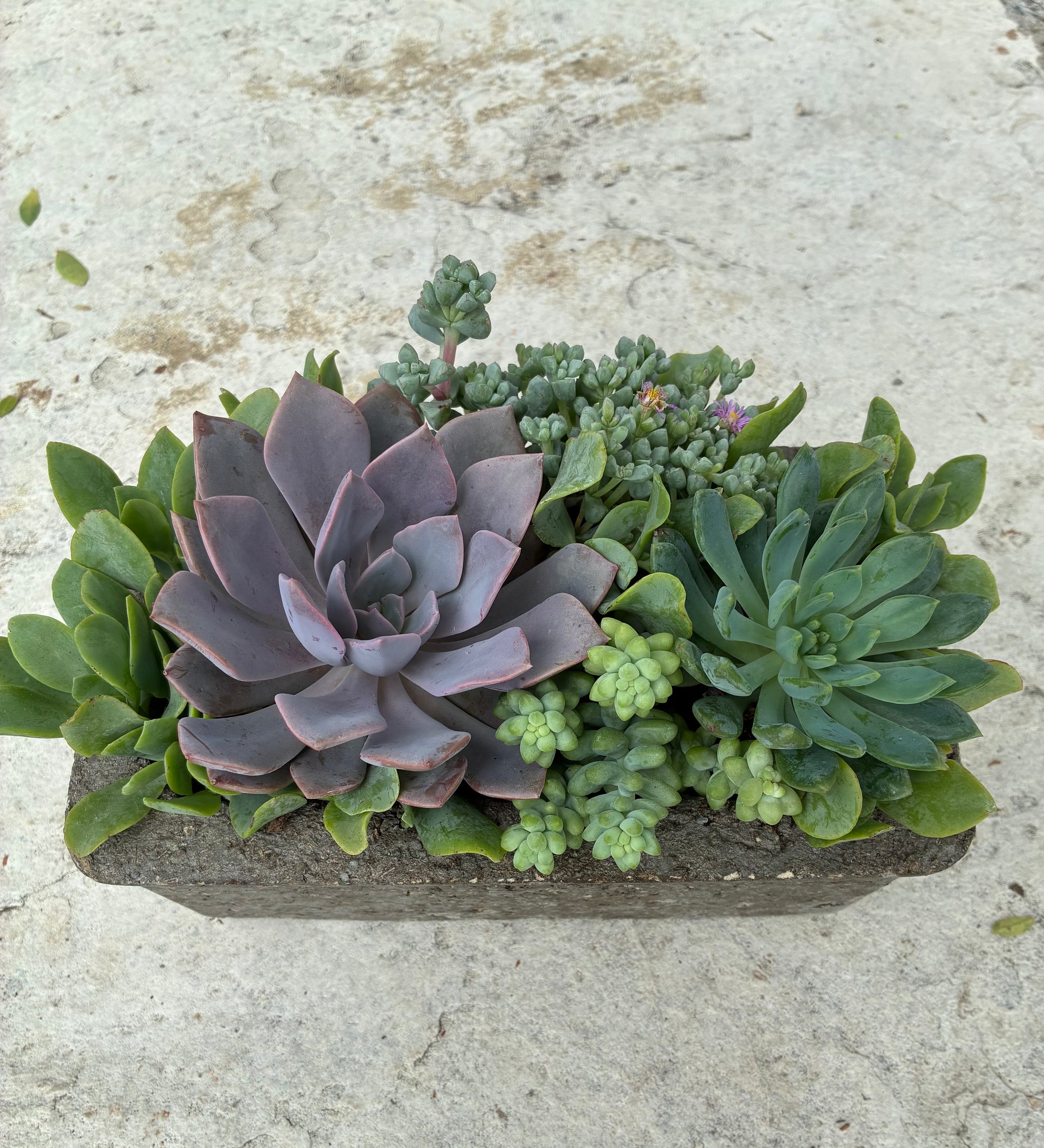 Rectangle Succulent 