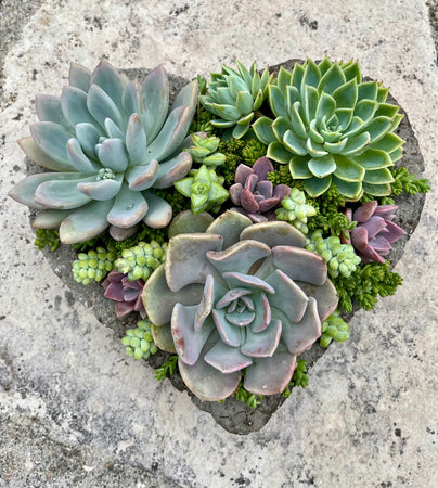 Extra Large Heart Succulent #417