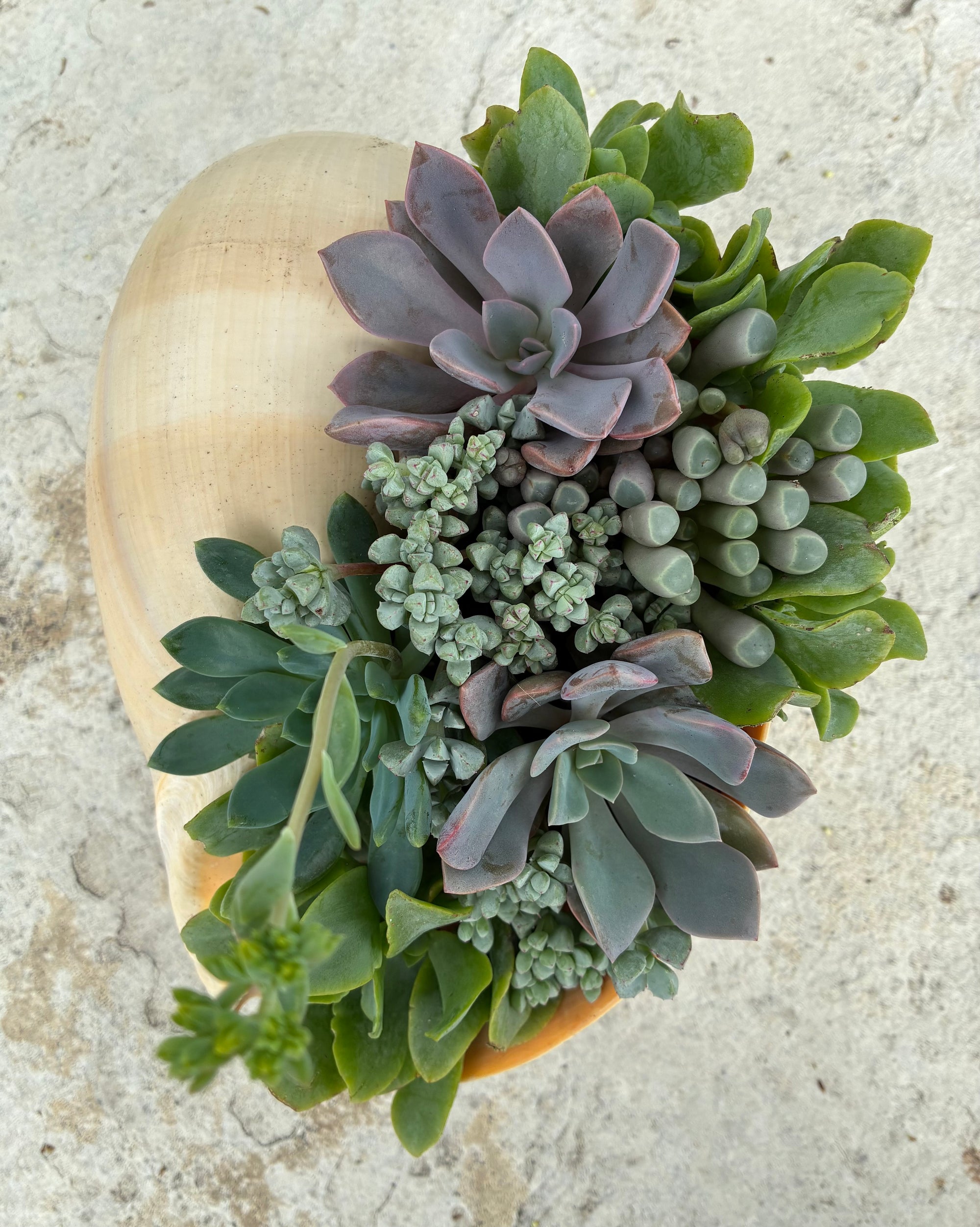 Seashell Succulent 