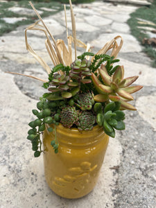 Fall Succulent #570