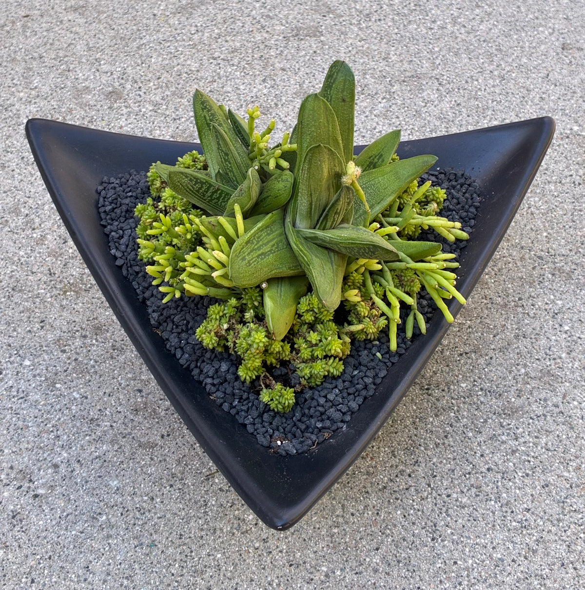 Halloween Succulent 