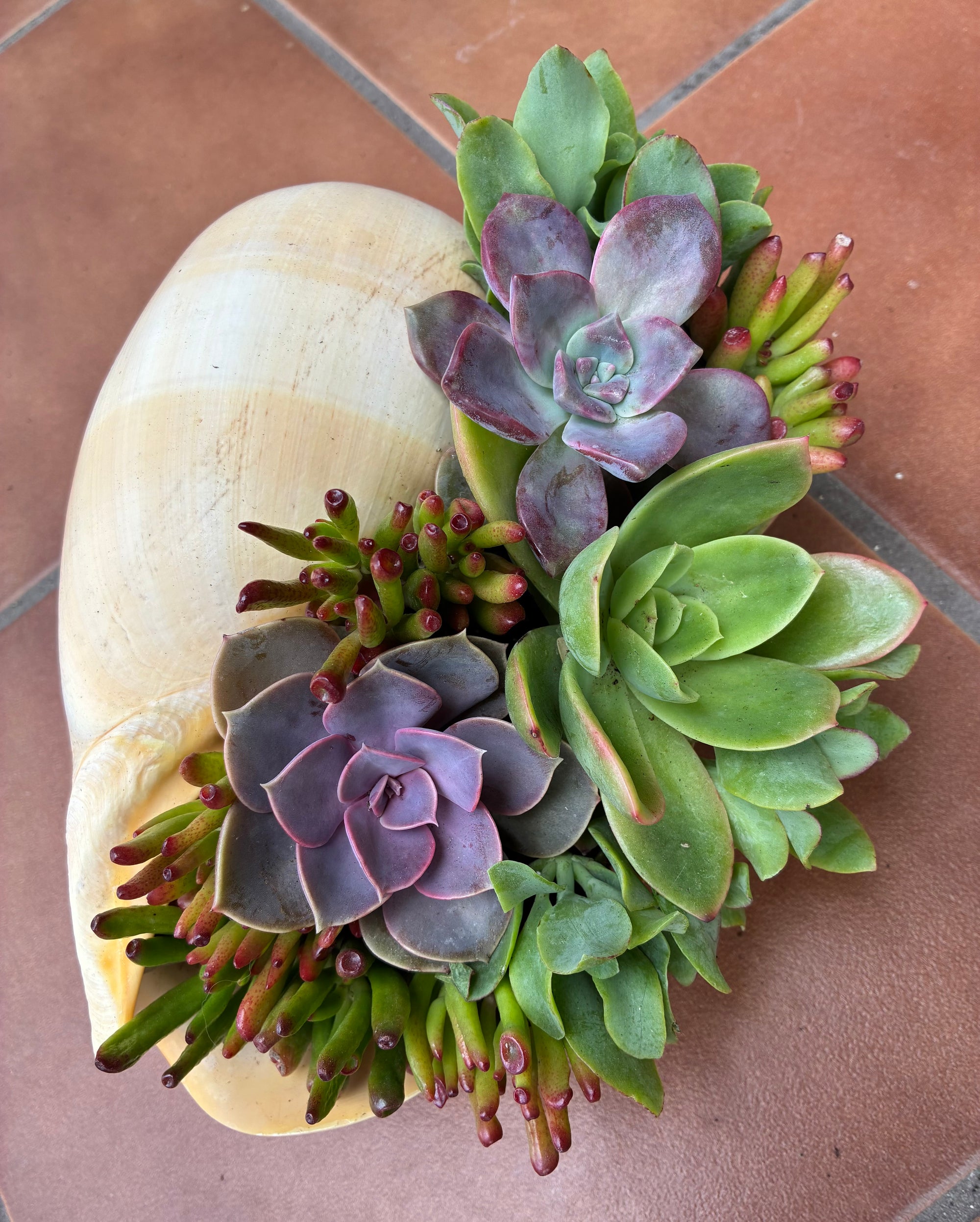 Seashell Succulent 