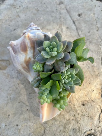 Seashell Succulent #622