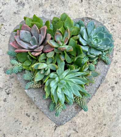 Small Heart Succulent #536