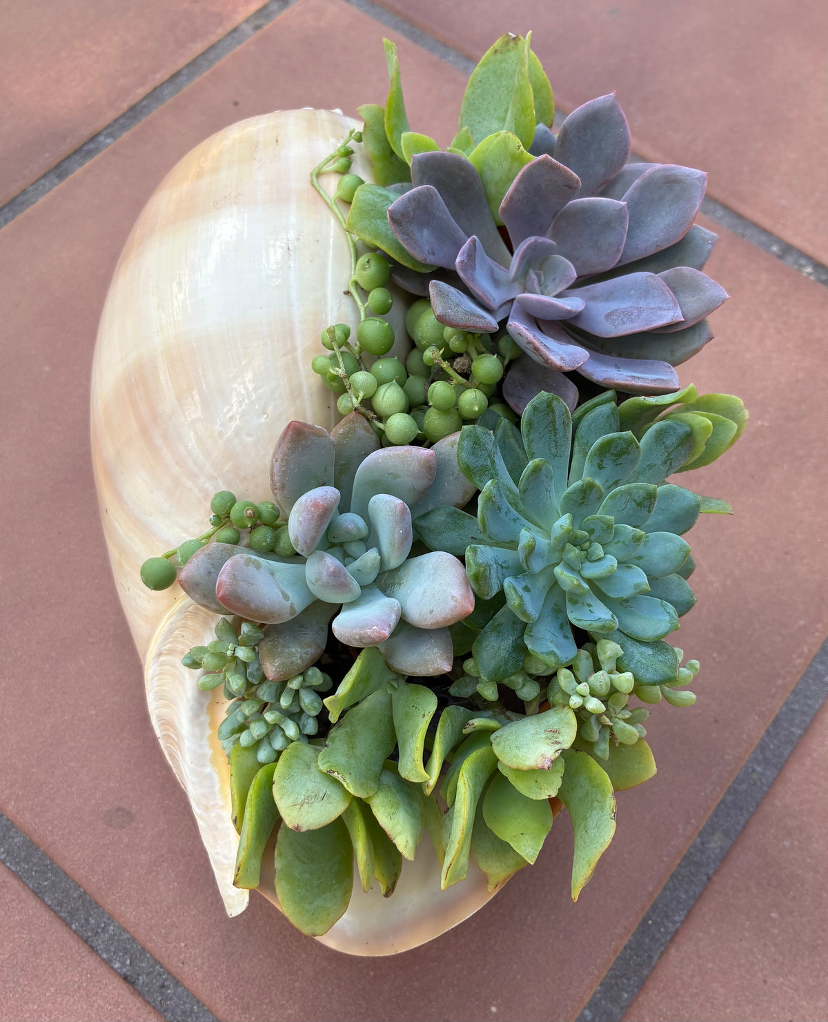 Seashell Succulent 