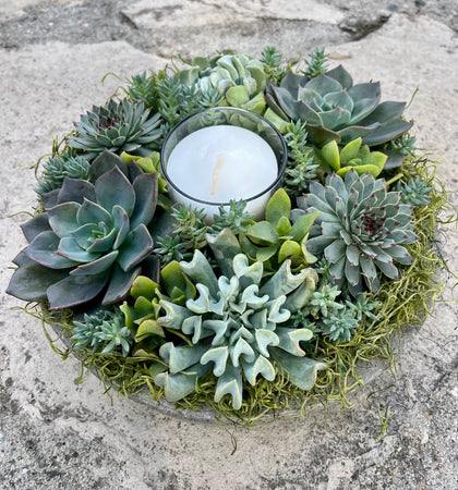 Circle Succulent #626