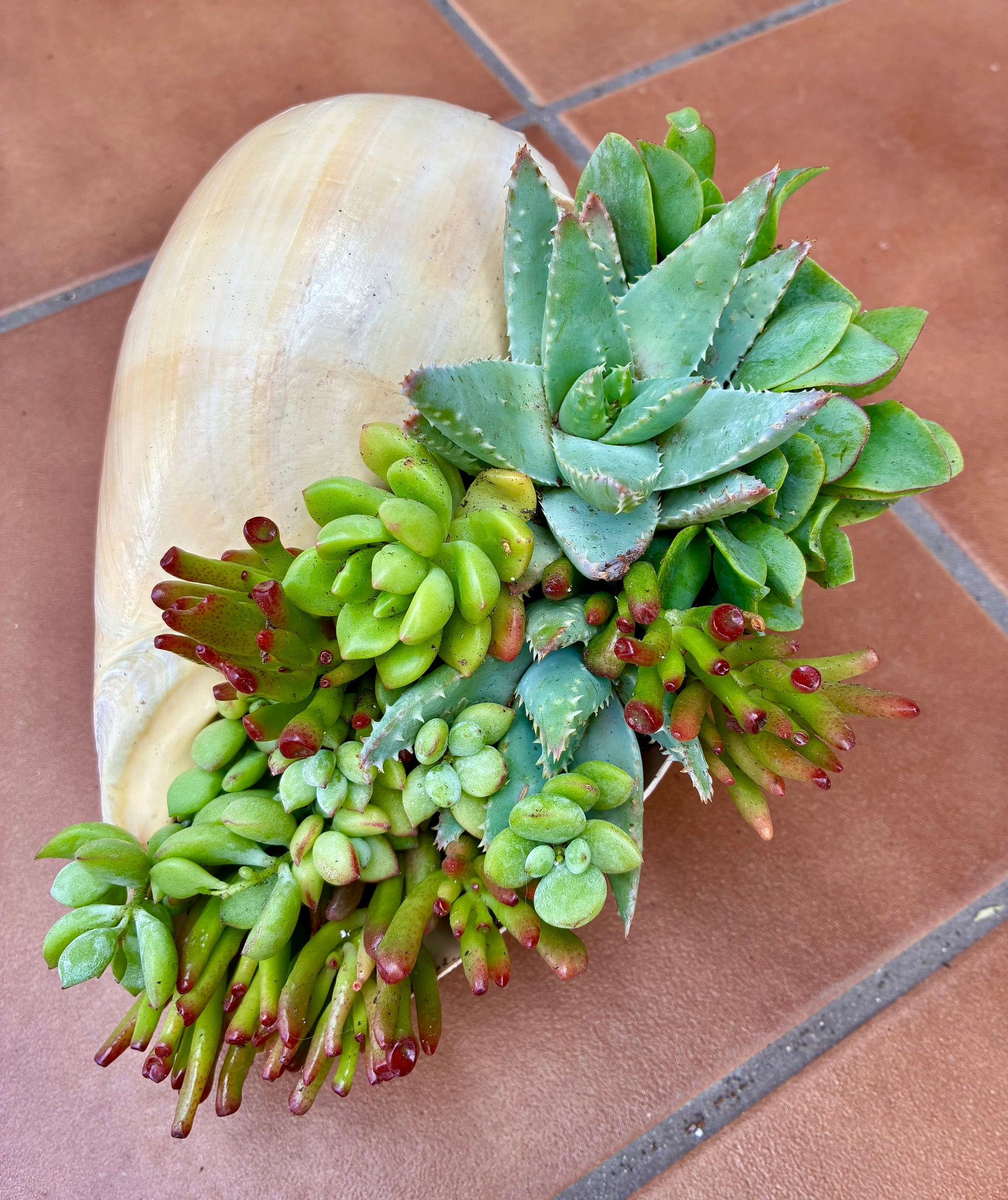 Seashell Succulent 