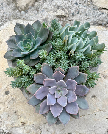 Large Heart Succulent #617