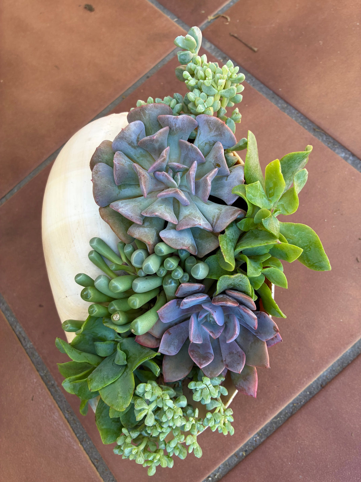 Seashell Succulent 