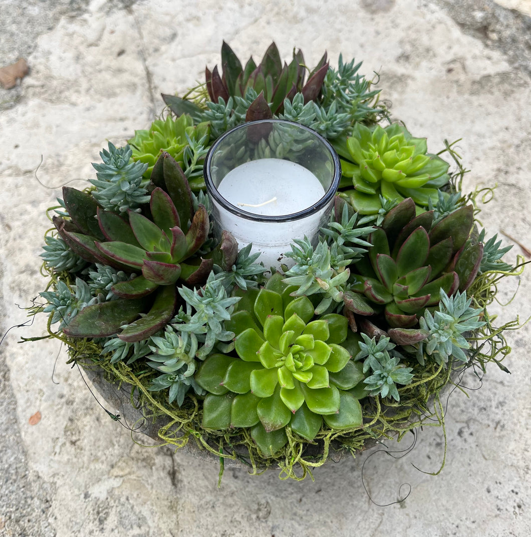 Circle Succulent #629